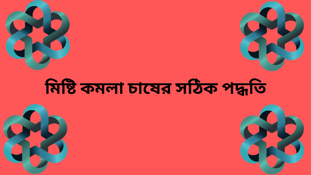 মিষ্টি কমলা চাষের সঠিক পদ্ধতি